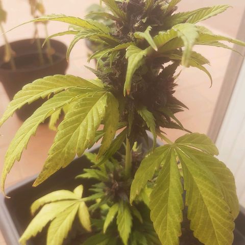 Purple Queen growlog photo: Siamo a punto di non ritorno tra qualche giorno sarà raccolta