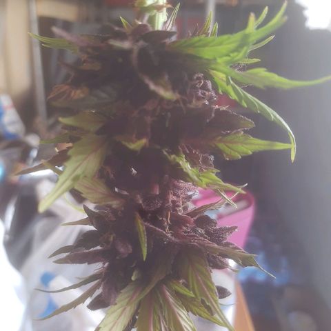 Purple Queen growlog photo: Prima parte della raccolta messa ad assicare