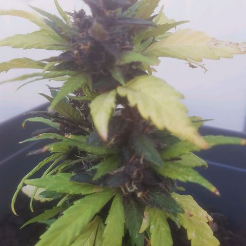Purple Queen growlog photo: Ancora in paio di giorni
