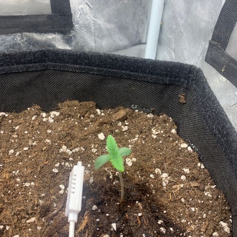 Fat  #1 growlog timeline photo