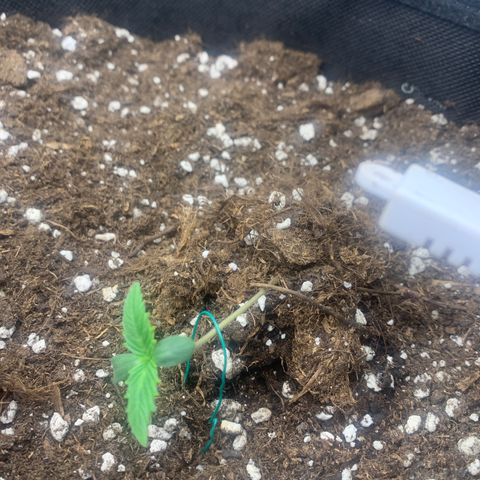 Fat  #1 growlog timeline photo