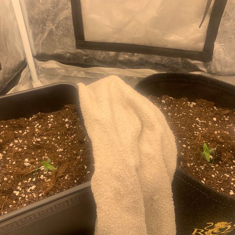 Fat  #1 growlog timeline photo