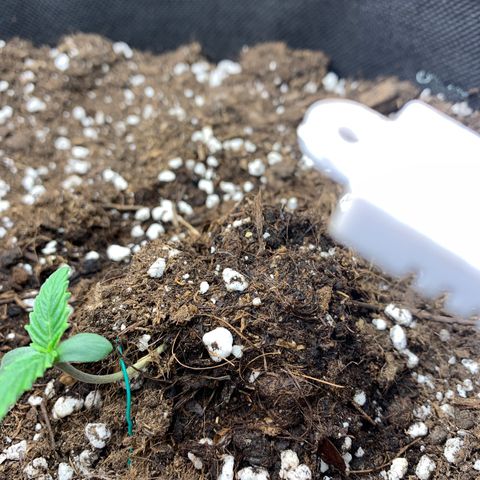 Fat  #1 growlog timeline photo