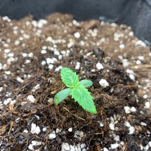 Fat  #1 growlog timeline photo