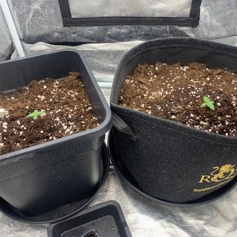 Fat  #1 growlog timeline photo