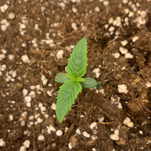 Fat  #1 growlog timeline photo
