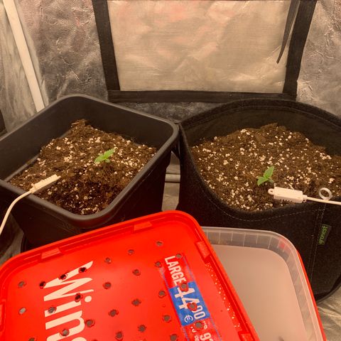 Fat  #1 growlog timeline photo