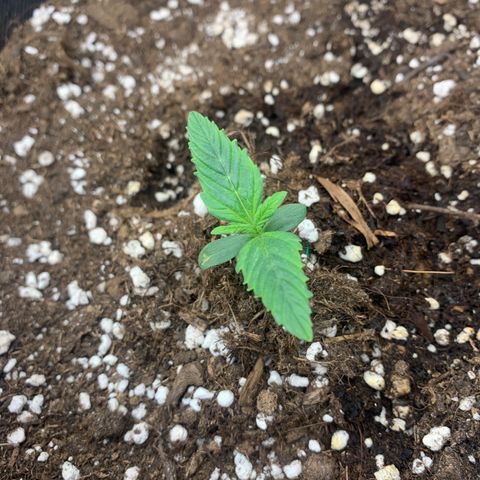 Fat  #1 growlog timeline photo