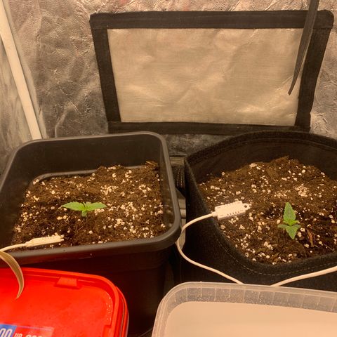Fat  #1 growlog timeline photo