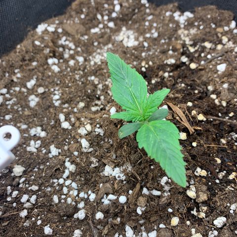 Fat  #1 growlog timeline photo