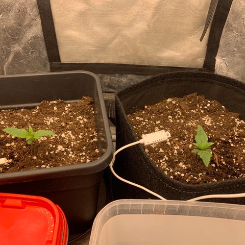 Fat  #1 growlog timeline photo