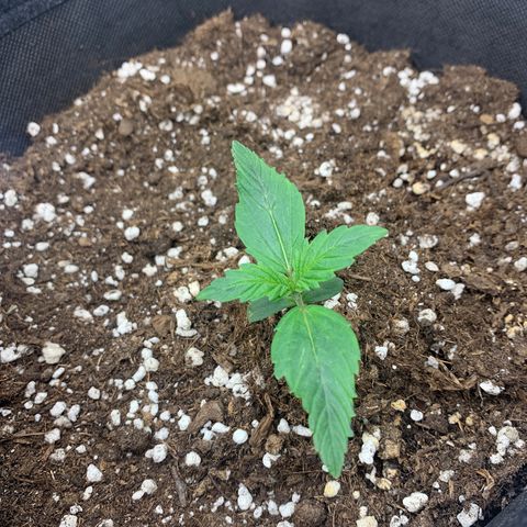 Fat  #1 growlog timeline photo