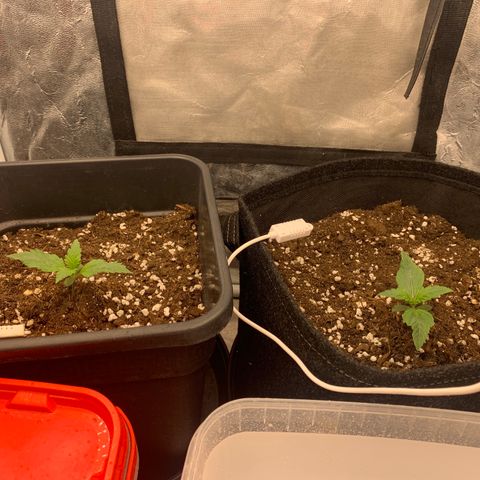 Fat  #1 growlog timeline photo