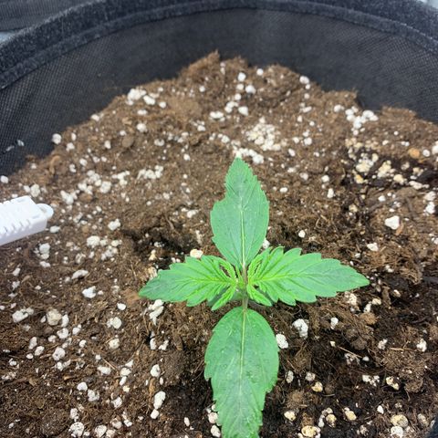 Fat  #1 growlog timeline photo