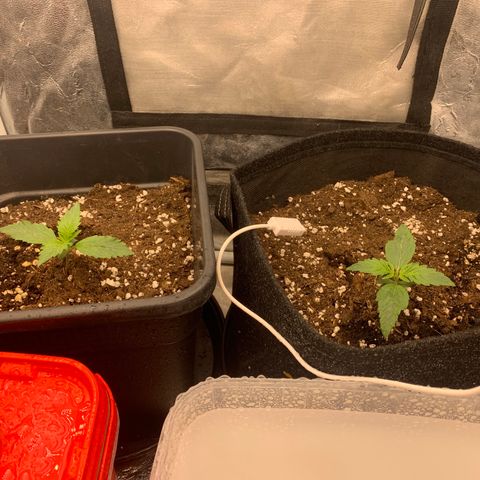 Fat  #1 growlog timeline photo