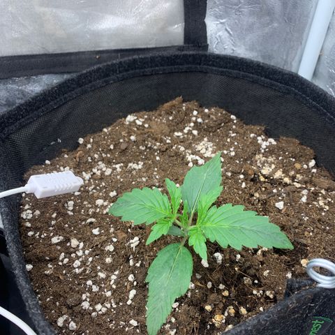 Fat  #1 growlog timeline photo