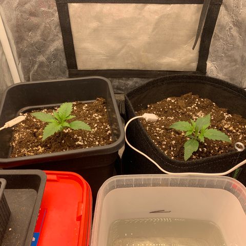 Fat  #1 growlog timeline photo