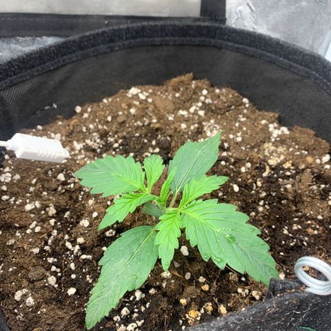 Fat  #1 growlog timeline photo