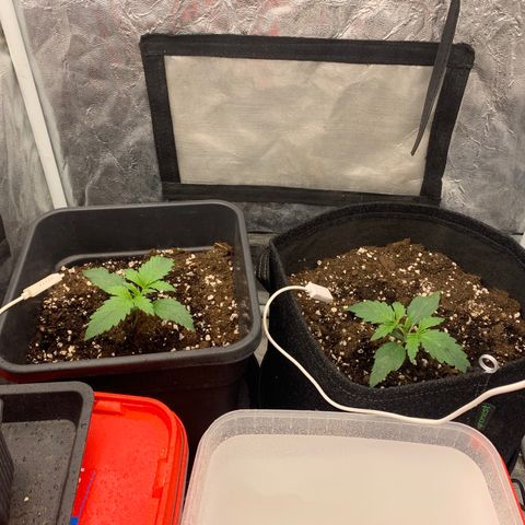 Fat  #1 growlog timeline photo