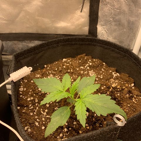 Fat  #1 growlog timeline photo