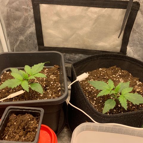 Fat  #1 growlog timeline photo