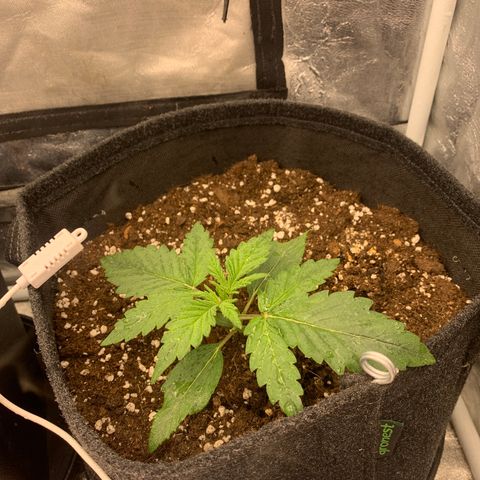 Fat  #1 growlog timeline photo