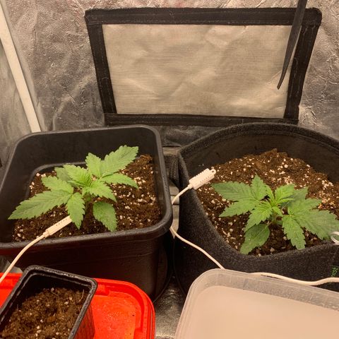 Fat  #1 growlog timeline photo