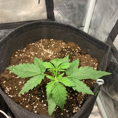 Fat  #1 growlog timeline photo