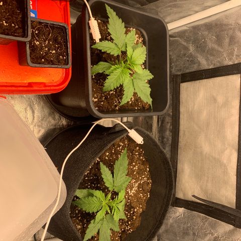 Fat  #1 growlog timeline photo