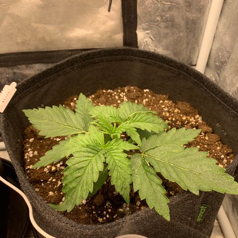 Fat  #1 growlog timeline photo