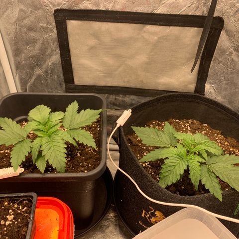 Fat  #1 growlog timeline photo