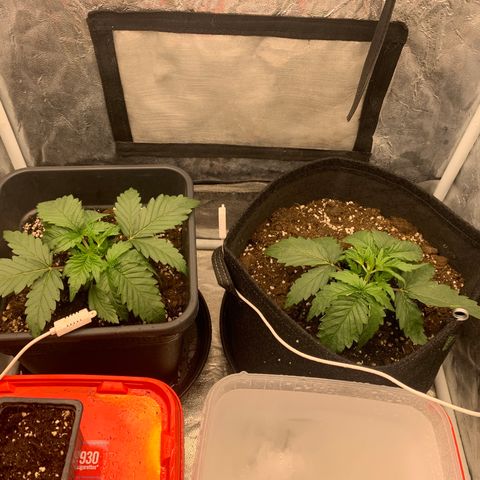 Fat  #1 growlog timeline photo