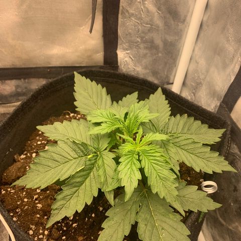 Fat  #1 growlog timeline photo