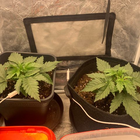 Fat  #1 growlog timeline photo