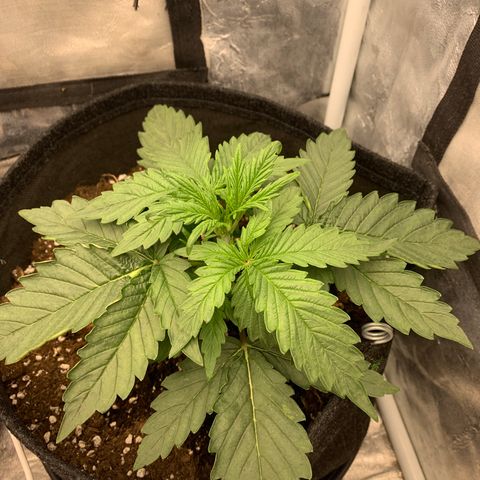 Fat  #1 growlog timeline photo