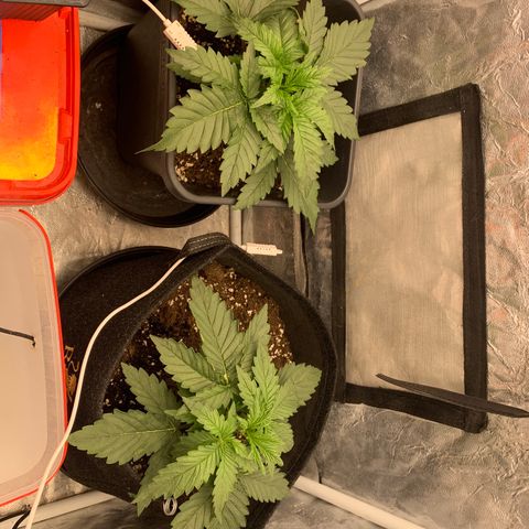 Fat  #1 growlog timeline photo