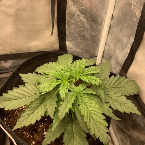 Fat  #1 growlog timeline photo