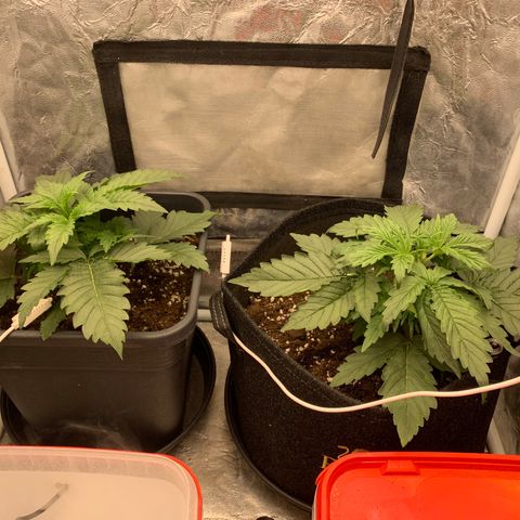 Fat  #1 growlog timeline photo