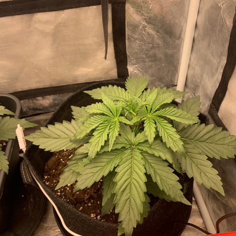 Fat  #1 growlog timeline photo