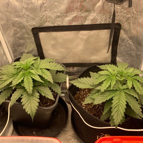 Fat  #1 growlog timeline photo
