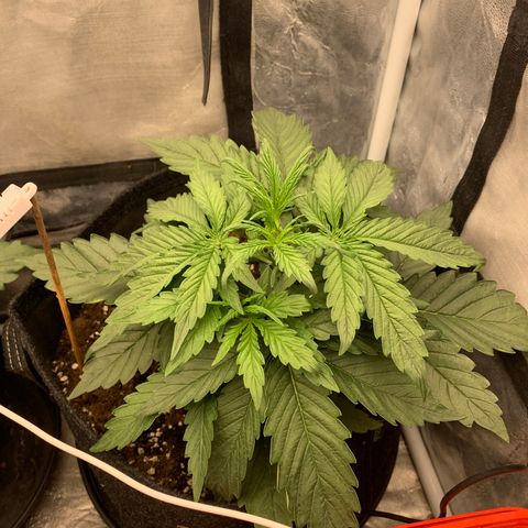 Fat  #1 growlog timeline photo
