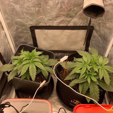 Fat  #1 growlog timeline photo