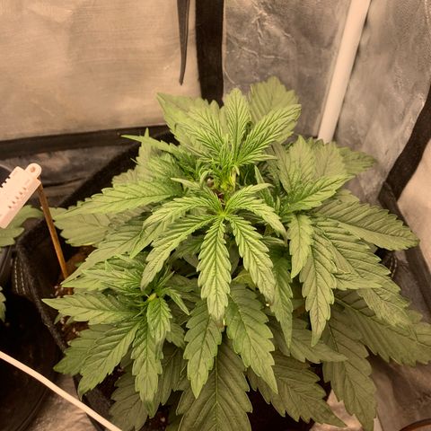 Fat  #1 growlog timeline photo