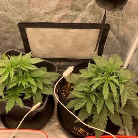 Fat  #1 growlog timeline photo