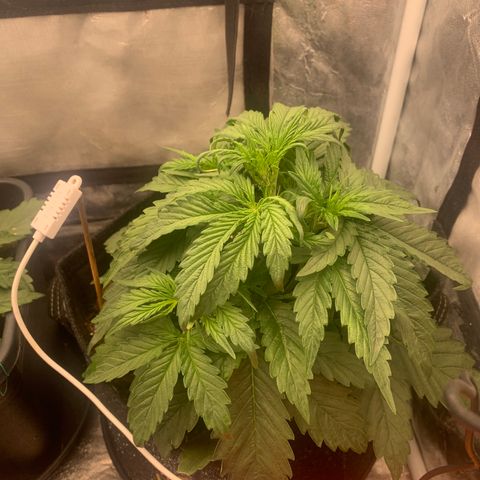 Fat  #1 growlog timeline photo