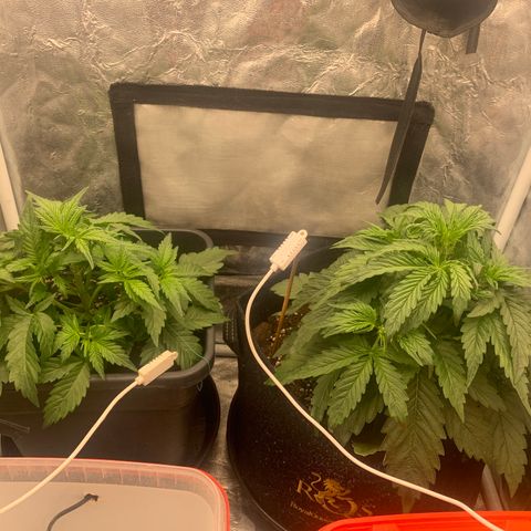 Fat  #1 growlog timeline photo