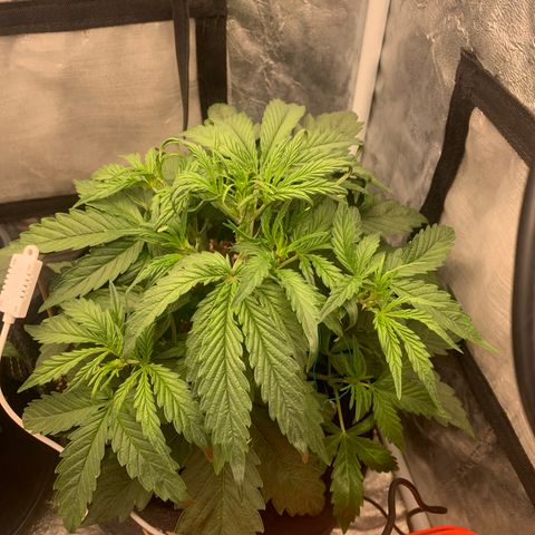 Fat  #1 growlog timeline photo