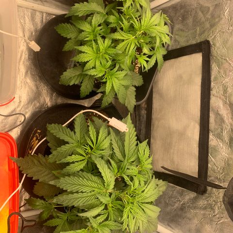 Fat  #1 growlog timeline photo