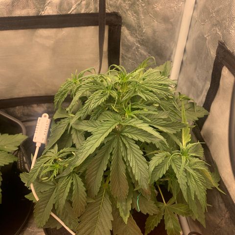Fat  #1 growlog timeline photo