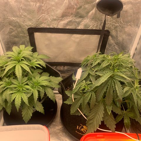 Fat  #1 growlog timeline photo